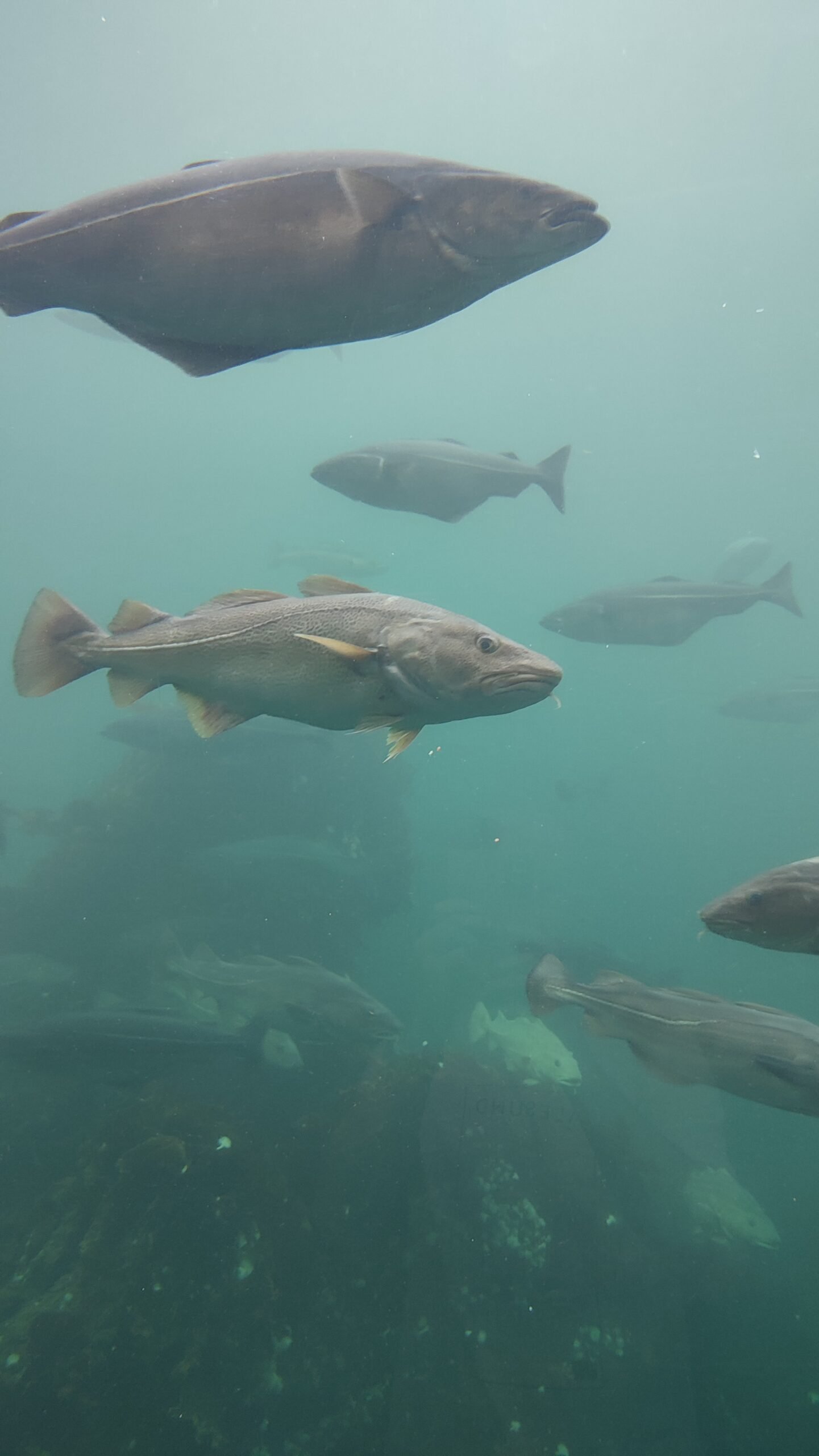 Day 9 – The Aquarium and Defences